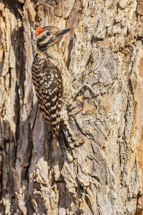Ladder-backed Woodpecker, Amado, AZ