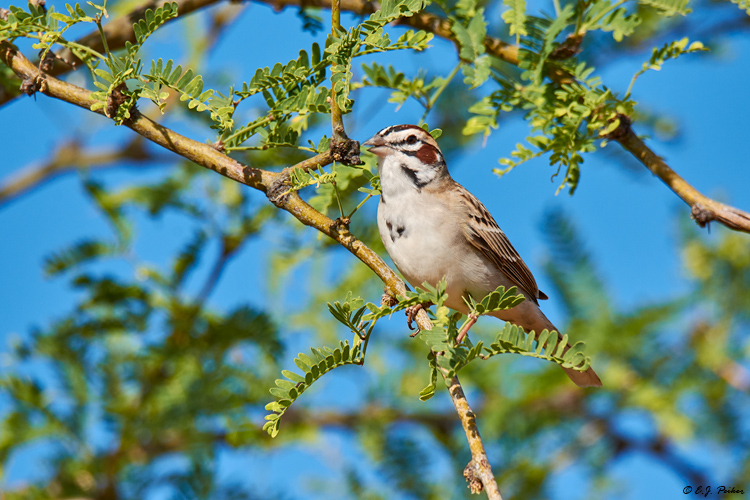 Lark Sparrow, Amado, AZ