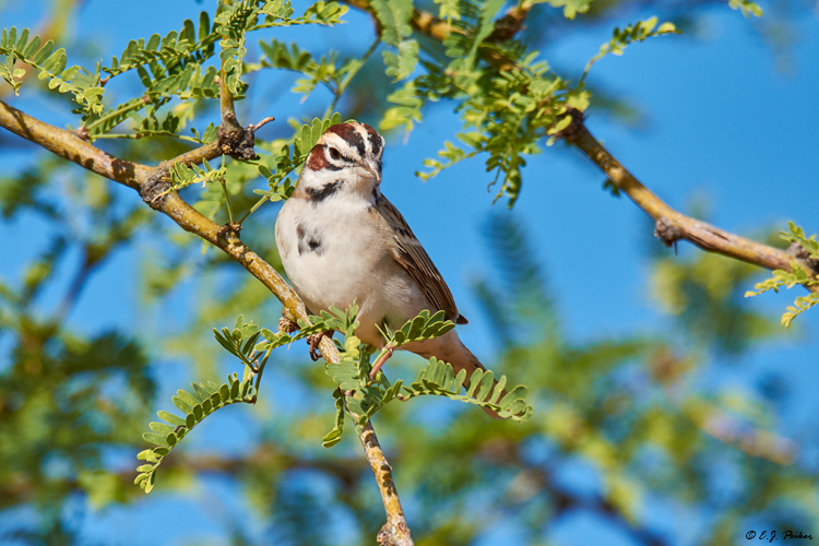 Lark Sparrow, Amado, AZ