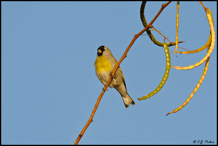 American Goldfinch, Gilbert, AZ
