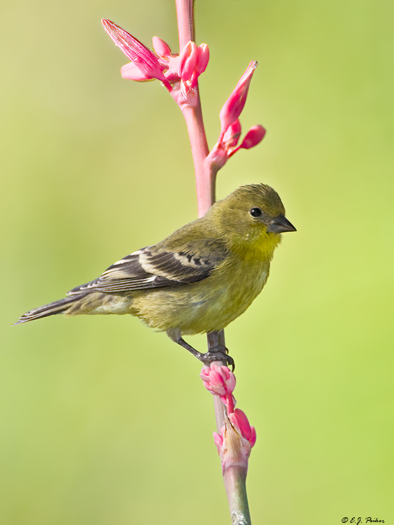 Lesser Goldfinch, Superior, AZ