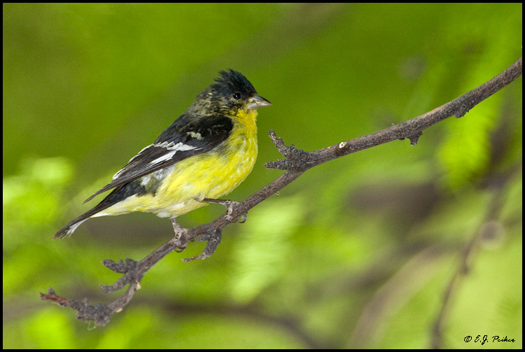 Lesser Goldfinch, Superior, AZ