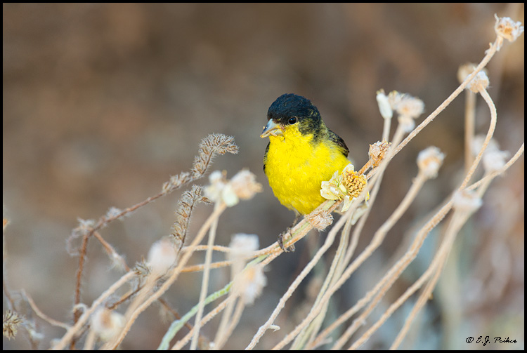 Lesser Goldfinch, Phoenix, AZ
