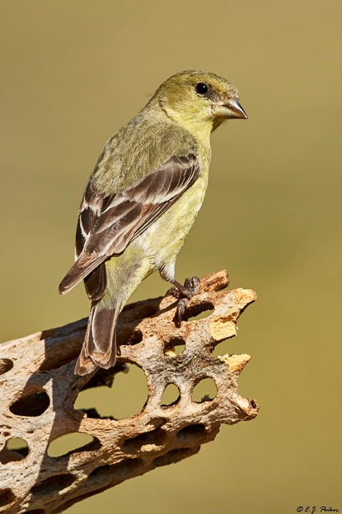 Lesser Goldfinch, Tortolito Mts, AZ