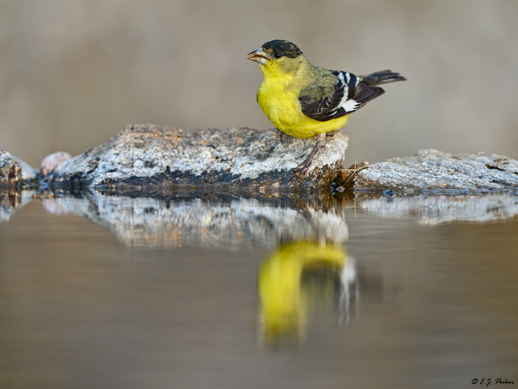 Lesser Goldfinch, Marana, AZ