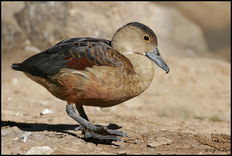 Lesser Whistling Duck, Lichfield Park, AZ