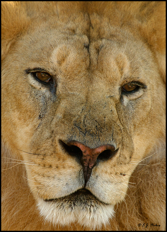 African Lion, Phoenix, AZ