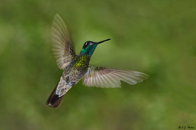 Magnificent Hummingbird, Madera Canyon, AZ