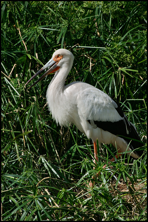 Maguari Stork, Phoenix, AZ