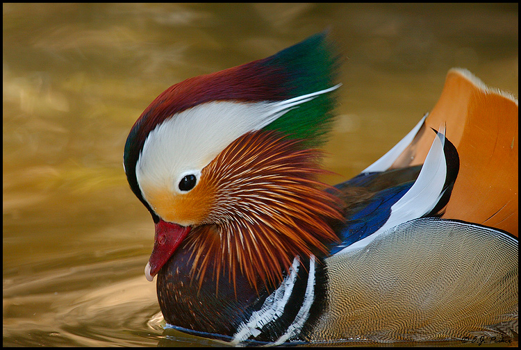 Mandarin Duck, Phoenix, AZ