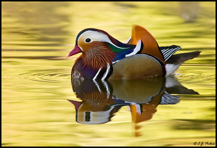 Mandarin Duck, Litchfield Park, AZ