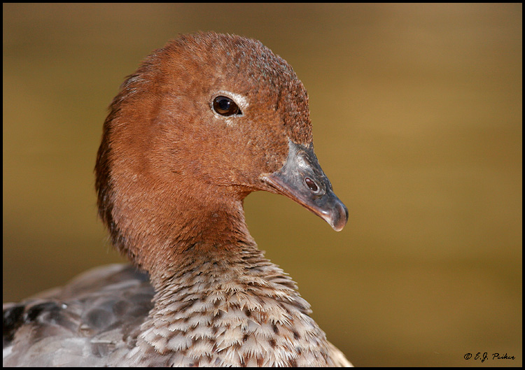 Maned Duck, Litchfield Park, AZ