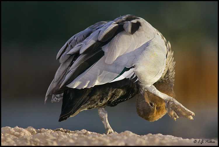 Maned Duck, Litchfield Park, AZ