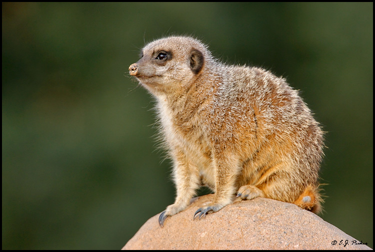 Meerkat, Litchfield Park, AZ