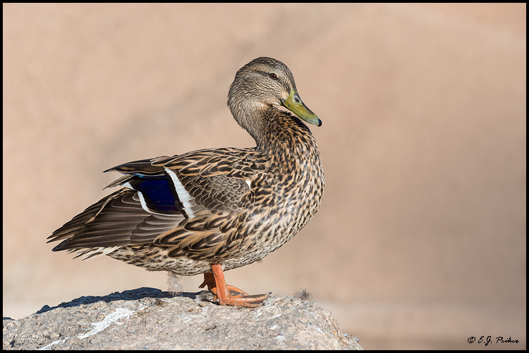 Mexican Duck, Gilbert, AZ