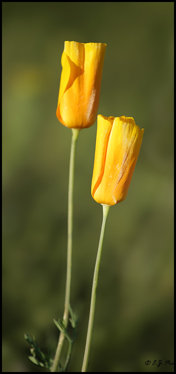 Mexican Poppy, Phoenix, AZ