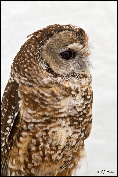 Mexican Spotted Owl (Rehab), Phoenix, AZ