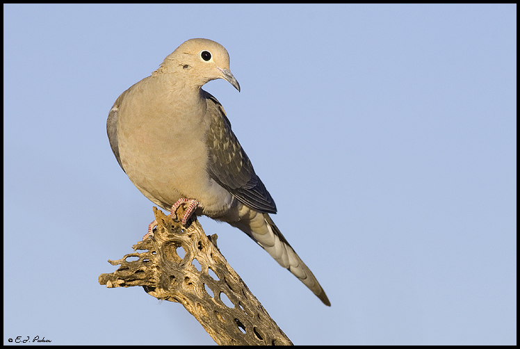 Mourning Dove, Green Valley, AZ