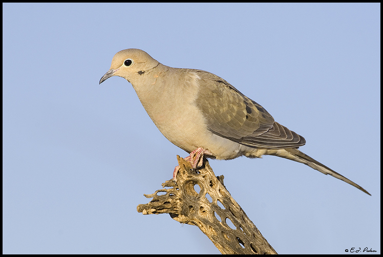 Mourning Dove, Green Valley, AZ