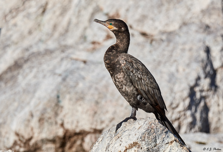 Neotropic Cormorant, Gilbert, AZ