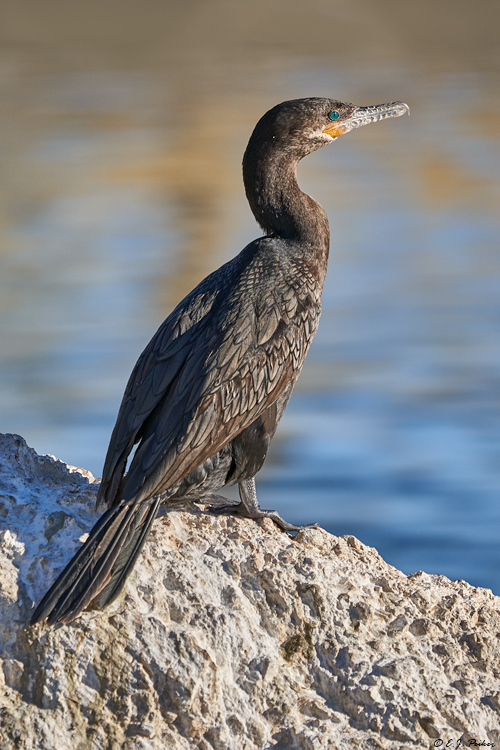 Neotropic Cormorant, Gilbert, AZ