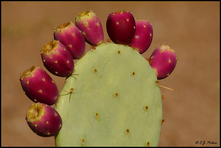 Prickly Pear, Phoenix, AZ