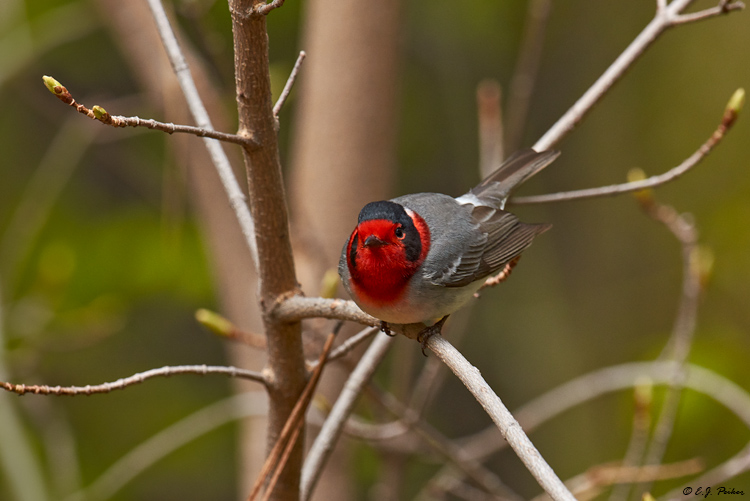 Red-faced Warbler, Mt. Lemmon, AZ