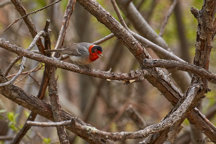 Red-faced Warbler, Mt. Lemmon, AZ