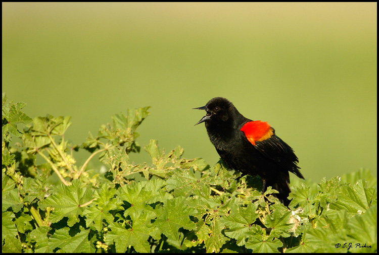 Red-winged Blackbird, Chandler, AZ