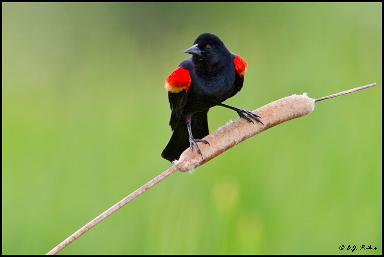 Red-winged Blackbird, Arivaca, AZ