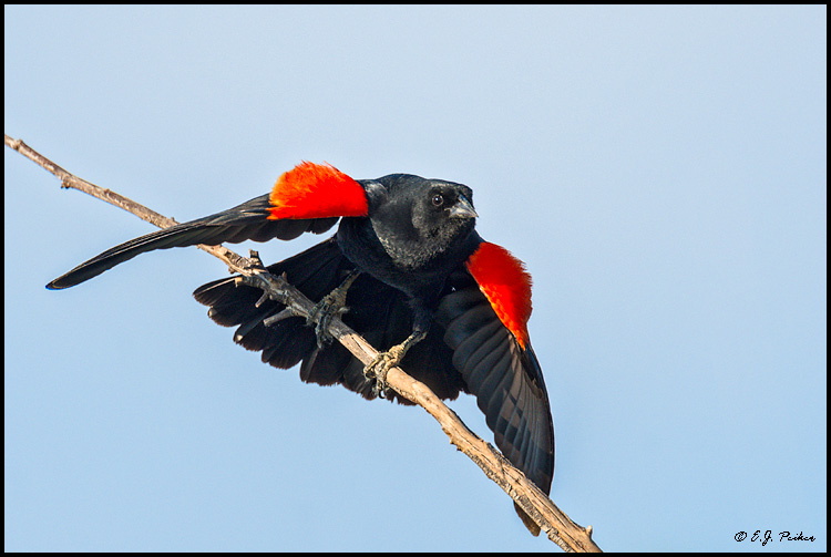 Red-winged Blackbird, Chandler, AZ