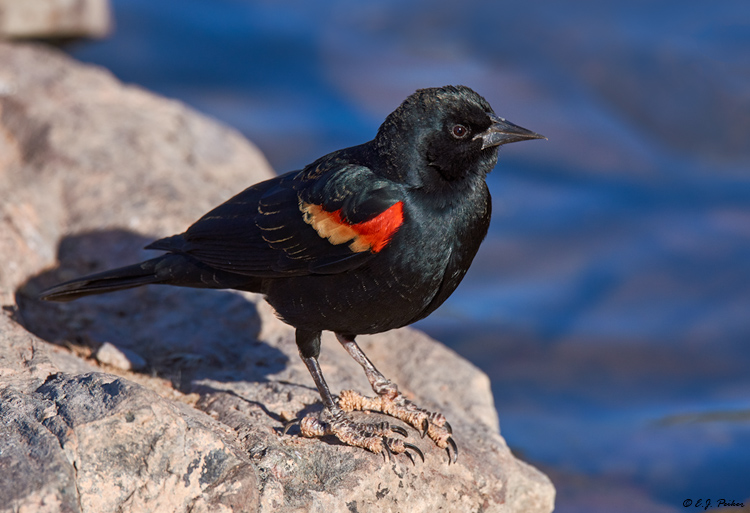 Red-winged Blackbird, Phoenix, AZ