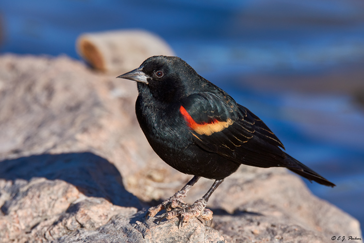 Red-winged Blackbird, Phoenix, AZ