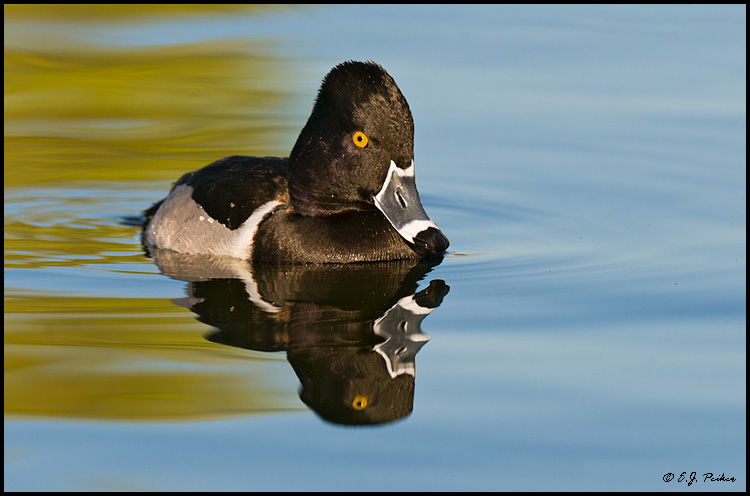 Ring-necked Duck,Gilbert, AZ