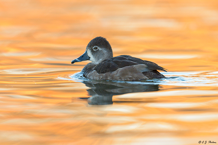 Ring-necked Duck, Prescott Valley, AZ
