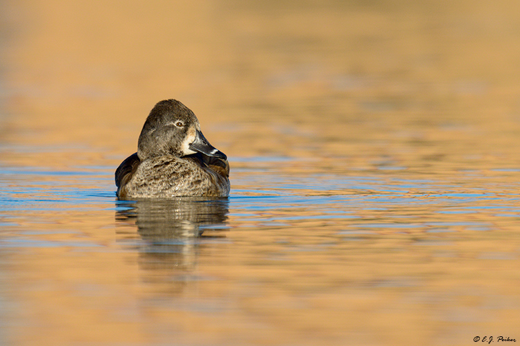 Ring-necked Duck, Chandler, AZ