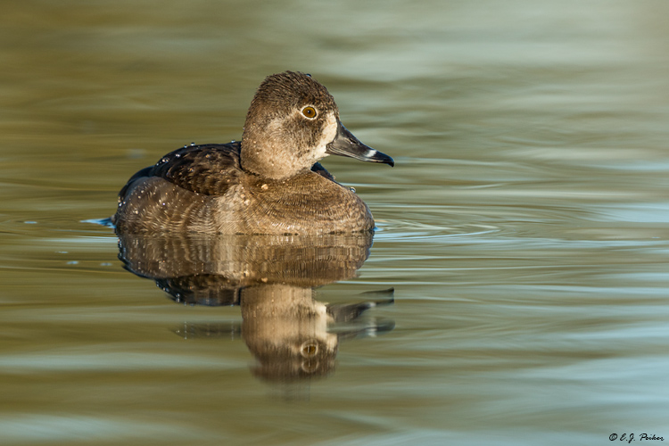 Ring-necked Duck, Chandler, AZ