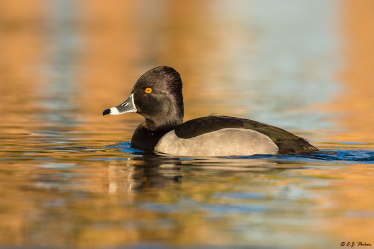 Ring-necked Duck,Phoenix, AZ