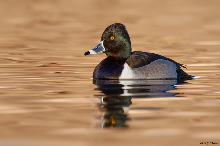 Ring-necked Duck, Prescott Valley, AZ