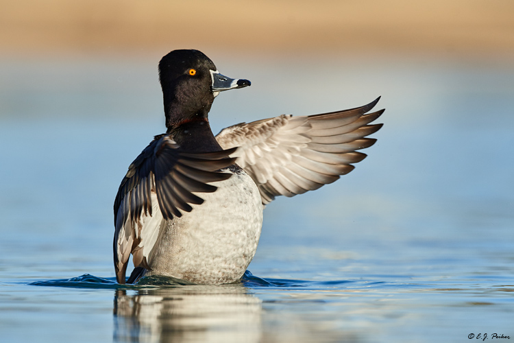 Ring-necked Duck, Tempe, AZ
