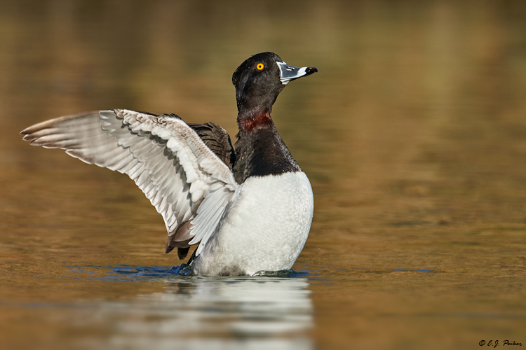 Ring-necked Duck,Gilbert, AZ