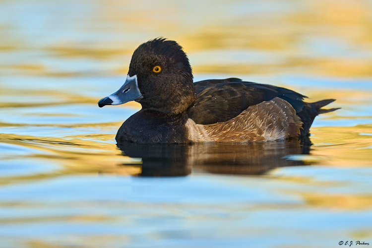 Ring-necked Duck,Tucson, AZ