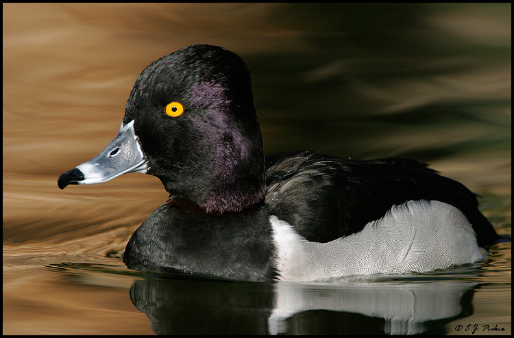 Ring-necked Duck, Phoenix, AZ