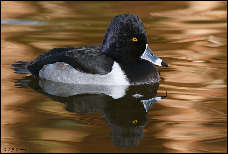 Ring-necked Duck, Phoenix, AZ
