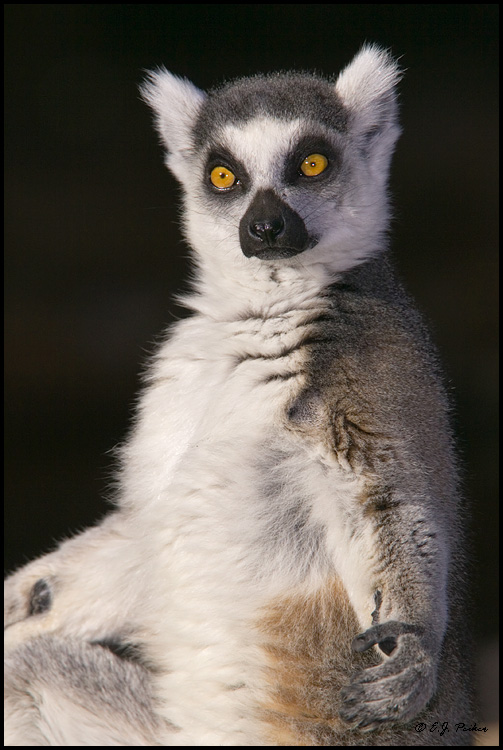 Ring-tailed Lemur (cative), Litchfield Park, AZ