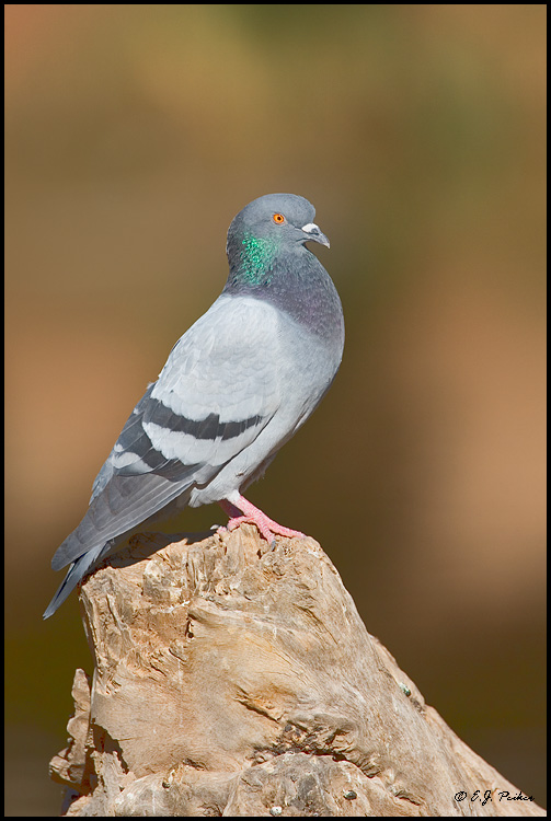 Rock Pigeon, Phoenix, AZ