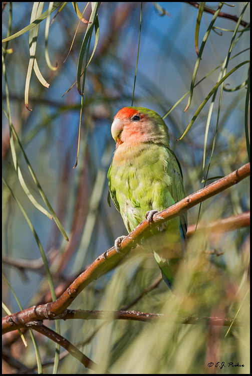 Rosy-faced Lovebird, Mesa, AZ