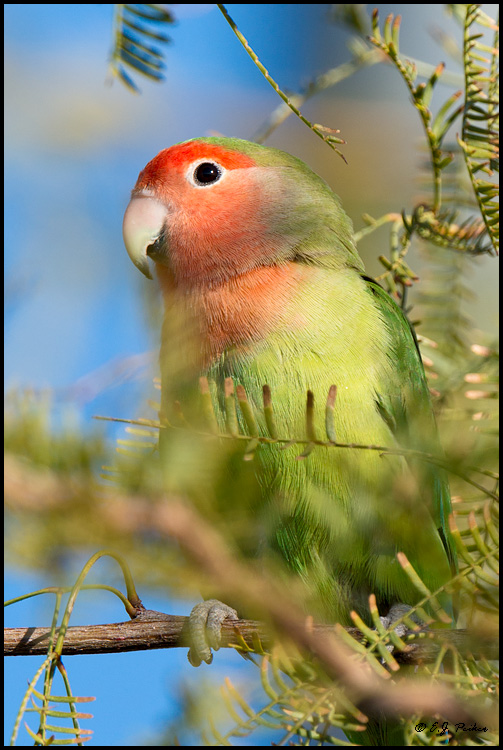 Rosy-faced Lovebird, Mesa, AZ