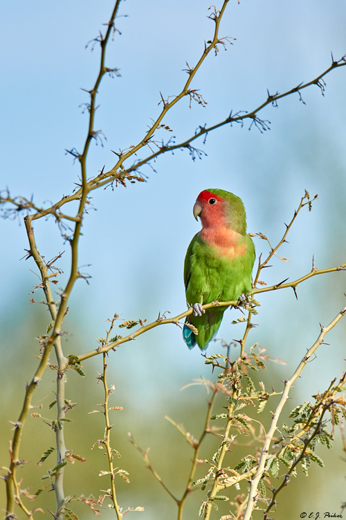Rosy-faced Lovebird, Gilbert, AZ