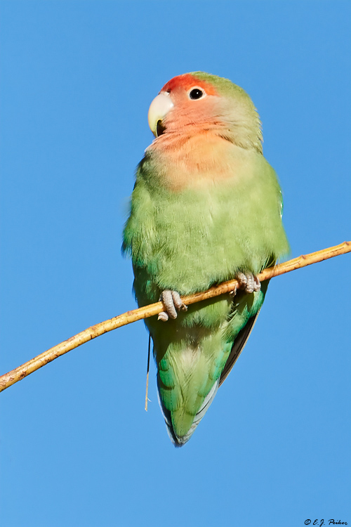 Rosy-faced Lovebird, Gilbert, AZ